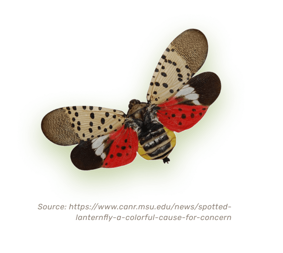 Lanternfly