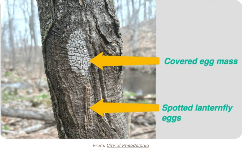 Recognizing Spotted Lanternfly Eggs's Thumbnail 0