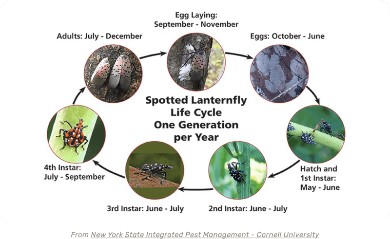 Spotted Lanternfly Life Cycle's Thumbnail 0