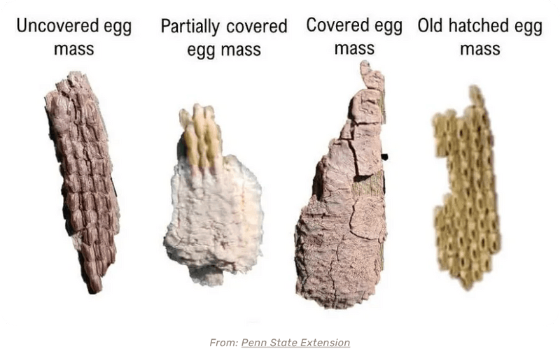 Recognizing Spotted Lanternfly Eggs's Thumbnail 1